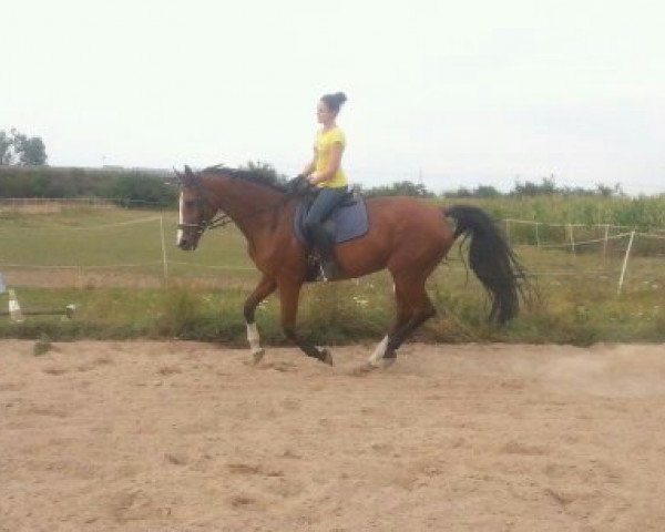 broodmare Lucy (Hessian Warmblood, 2000, from Le Comte)