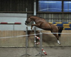 dressage horse Warco 7 (Württemberger, 2006, from Wolkenstern)