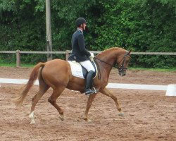 jumper Lausbub (Hanoverian, 2007, from Londonderry)