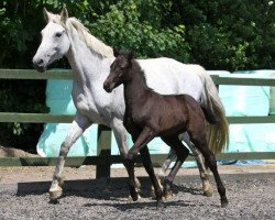 broodmare Lavirca (Oldenburg, 1998, from Royal Diamond)