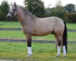 dressage horse Ducento 4 (German Riding Pony, 2005, from Donnertraum 2)