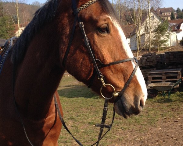 jumper Louis 311 (Hanoverian, 2008, from Lordanos)