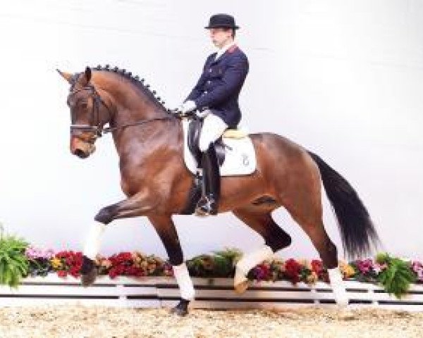dressage horse Andretti 24 (Oldenburg, 2011, from Ampère)