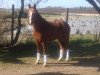 dressage horse Gernegross 17 (German Riding Pony, 2008, from Go for Gold)