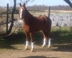 dressage horse Gernegross 17 (German Riding Pony, 2008, from Go for Gold)