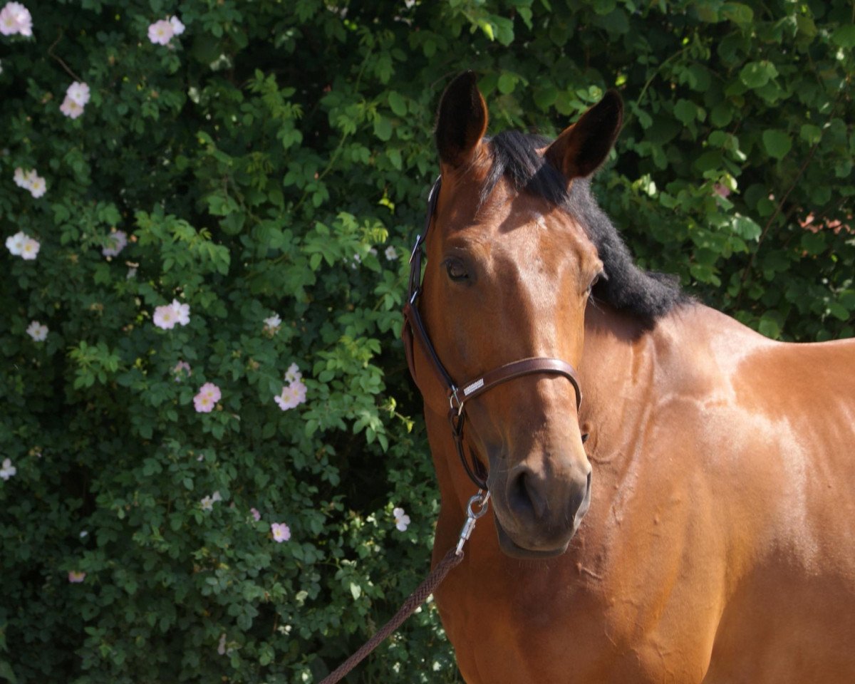 Pferd L'Amour Fleurie (Oldenburger Springpferd, 2008, von Landsieger I)