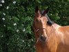 horse L'Amour Fleurie (Oldenburg show jumper, 2008, from Landsieger I)