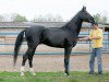 stallion Gazyr Shael (Akhal-Teke, 1999, from Melesur)