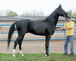 stallion Gazyr Shael (Akhal-Teke, 1999, from Melesur)