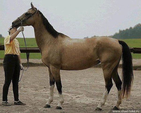 broodmare Agiay (Akhal-Teke, 2000, from Iakor)