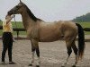 broodmare Agiay (Akhal-Teke, 2000, from Iakor)