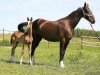 broodmare Heva (Akhal-Teke, 2005, from Gazyr Shael)