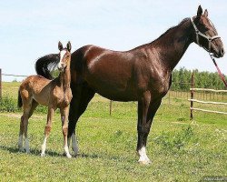 broodmare Heva (Akhal-Teke, 2005, from Gazyr Shael)