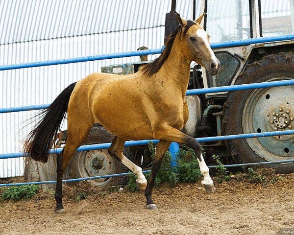 broodmare Narghiz (Akhal-Teke, 2004, from Gayaz)