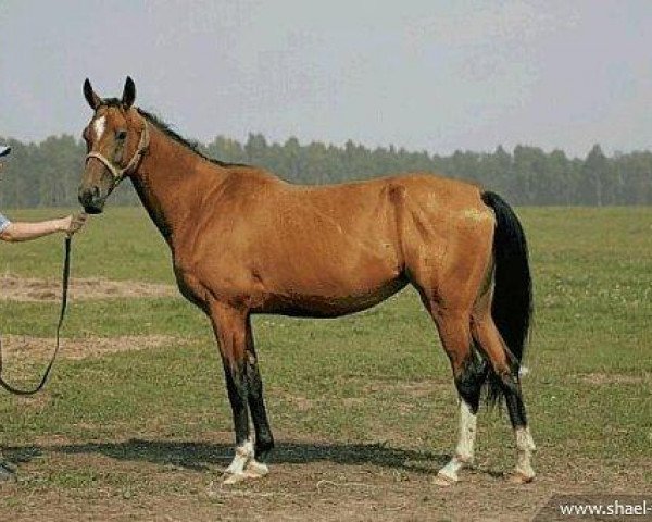 broodmare Asiili (Akhal-Teke, 2002, from Djasman)