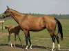 broodmare Akhbeli (Akhal-Teke, 2002, from Djasman)