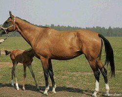 broodmare Akhbeli (Akhal-Teke, 2002, from Djasman)