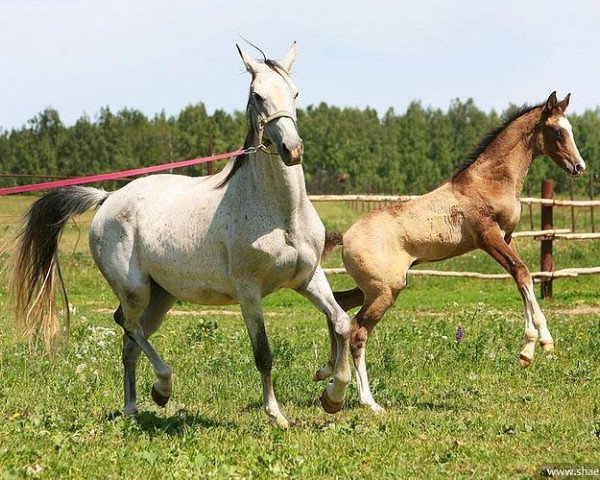 broodmare Sharida (Akhal-Teke, 2001, from Gayaz)