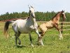 broodmare Sharida (Akhal-Teke, 2001, from Gayaz)