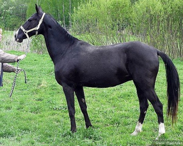 broodmare Rursi (Akhal-Teke, 1999, from Melesur)