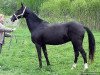 broodmare Rursi (Akhal-Teke, 1999, from Melesur)