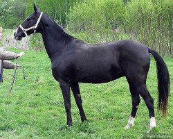 broodmare Rursi (Akhal-Teke, 1999, from Melesur)