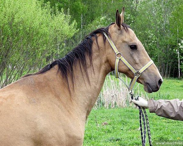 broodmare Geli (Akhal-Teke, 1992, from Gaisan 7)