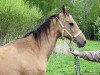 broodmare Geli (Akhal-Teke, 1992, from Gaisan 7)