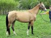 broodmare Giagali (Akhal-Teke, 1998, from Djasman)