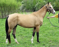 broodmare Giagali (Akhal-Teke, 1998, from Djasman)