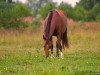 broodmare Yalama (Akhal-Teke, 1997, from Singapur)