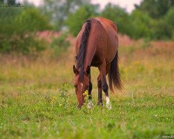 broodmare Yalama (Akhal-Teke, 1997, from Singapur)