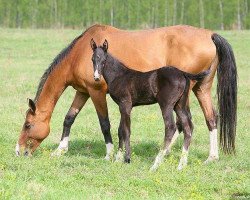 broodmare Aygian (Akhal-Teke, 2000, from Djasman)