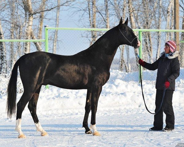 stallion Tsair (Akhal-Teke, 2009, from Makka)