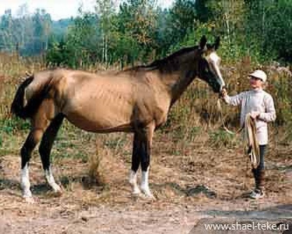 broodmare Aykhanum 20 (Akhal-Teke, 1985, from Derbent)