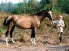 broodmare Aykhanum 20 (Akhal-Teke, 1985, from Derbent)