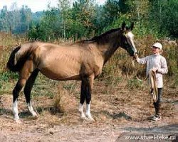 broodmare Aykhanum 20 (Akhal-Teke, 1985, from Derbent)