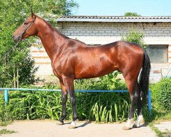 stallion Bagia (Akhal-Teke, 2007, from Garant)