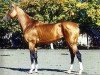 stallion Yasman (Akhal-Teke, 1983, from Garem 11)