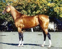 stallion Yasman (Akhal-Teke, 1983, from Garem 11)