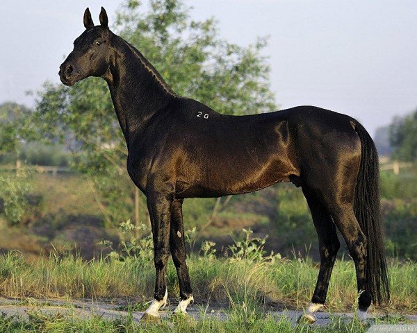 stallion Garant (Akhal-Teke, 1991, from Gubalak 5)