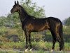 stallion Garant (Akhal-Teke, 1991, from Gubalak 5)