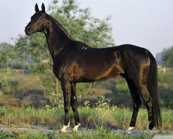 Deckhengst Garant (Achal Tekkiner, 1991, von Gubalak 5)