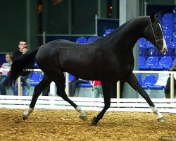 stallion Oyun (Akhal-Teke, 2007, from Garant)