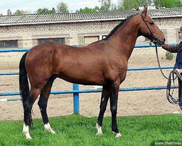 stallion Alvan (Akhal-Teke, 1999, from Dorkusch)