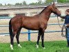 stallion Alvan (Akhal-Teke, 1999, from Dorkusch)