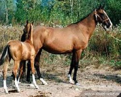 broodmare Damdja (Akhal-Teke, 1983, from Garem 11)