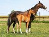 broodmare Dargansara (Akhal-Teke, 1993, from Polot)