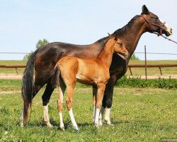 broodmare Dargansara (Akhal-Teke, 1993, from Polot)