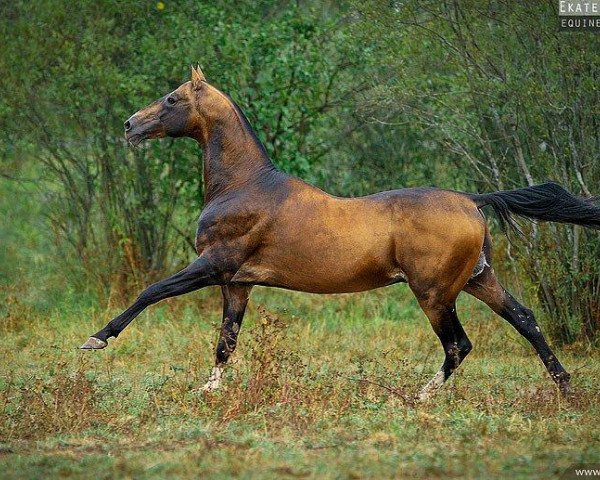 stallion Khair (Akhal-Teke, 1997, from Singapur)